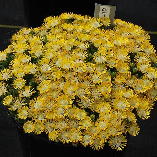 Hot Cakes® 'Banana Blast' Ice Plant 5 Hot Cakes® 'Banana Blast' Ice Plant - Image 3