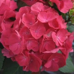 Cityline® Paris Bigleaf Hydrangea -Plant Series Hydrangea Cityline Paris 2 P sw