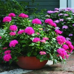 Cityline® Paris Bigleaf Hydrangea -Plant Series Hydrangea Cityline Paris 3 P sw