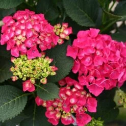 Cityline® Paris Bigleaf Hydrangea -Plant Series Hydrangea Cityline Paris 4 P sw