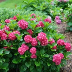 Cityline® Paris Bigleaf Hydrangea -Plant Series Hydrangea Cityline Paris 5 P sw