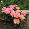 Cityline® Venice Bigleaf Hydrangea -Plant Series Hydrangea Cityline Venice 1 P sw
