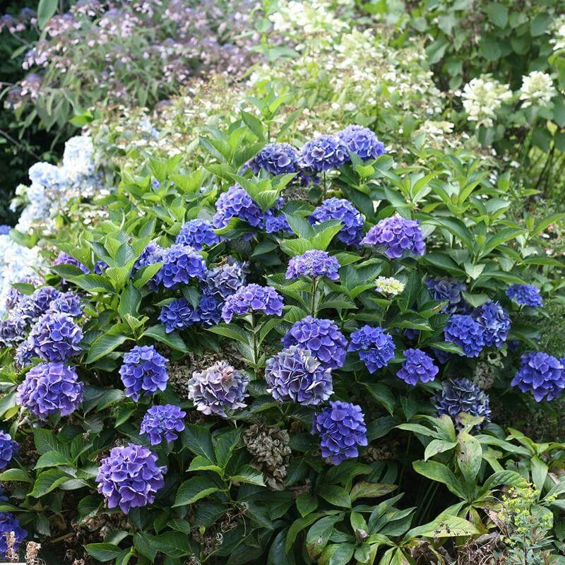 Cityline® Venice Bigleaf Hydrangea 4 Cityline® Venice Bigleaf Hydrangea - Image 2