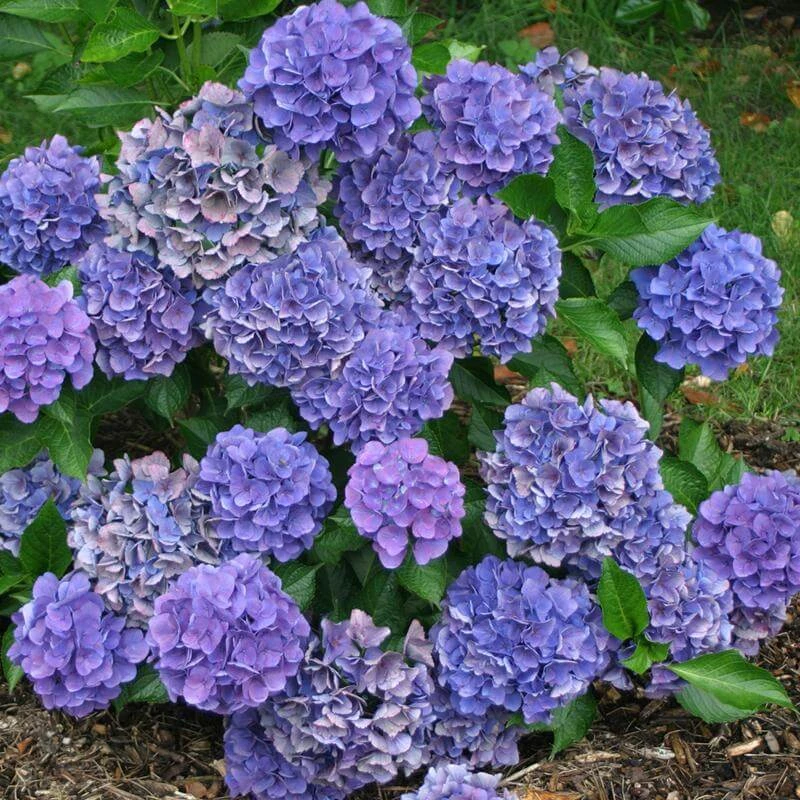 Cityline® Venice Bigleaf Hydrangea 5 Cityline® Venice Bigleaf Hydrangea - Image 3