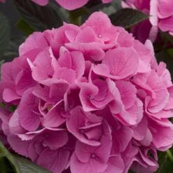 Cityline® Venice Bigleaf Hydrangea 10 Cityline® Venice Bigleaf Hydrangea -Plant Series Hydrangea Cityline Venice 4 P sw