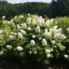 Gatsby Gal® Oakleaf Hydrangea