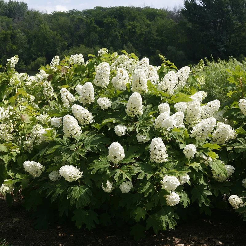 Gatsby Gal® Oakleaf Hydrangea 3 Gatsby Gal® Oakleaf Hydrangea