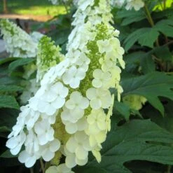 Gatsby Gal® Oakleaf Hydrangea 8 Gatsby Gal® Oakleaf Hydrangea -Plant Series Hydrangea Gatsby Gal 3 P sw