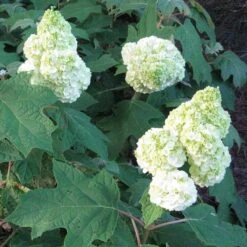 Gatsby Moon® Oakleaf Hydrangea 9 Gatsby Moon® Oakleaf Hydrangea -Plant Series Hydrangea Gatsby Moon 2 P sw