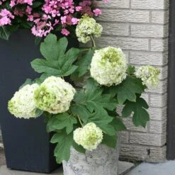 Gatsby Moon® Oakleaf Hydrangea 10 Gatsby Moon® Oakleaf Hydrangea -Plant Series Hydrangea Gatsby Moon 3 P sw