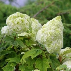 Gatsby Moon® Oakleaf Hydrangea 12 Gatsby Moon® Oakleaf Hydrangea -Plant Series Hydrangea Gatsby Moon 5 P sw