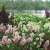 Gatsby Pink® Oakleaf Hydrangea 1 Gatsby Pink® Oakleaf Hydrangea -Plant Series Hydrangea Gatsby Pink 1 P sw
