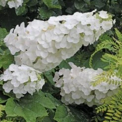 Gatsby Pink® Oakleaf Hydrangea -Plant Series Hydrangea Gatsby Pink 4 P sw