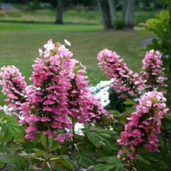 Gatsby Pink® Oakleaf Hydrangea -Plant Series Hydrangea Gatsby Pink 5 P sw