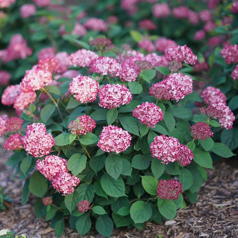 Invincibelle® Ruby Smooth Hydrangea 3 Invincibelle® Ruby Smooth Hydrangea