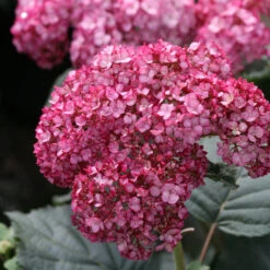 Invincibelle® Ruby Smooth Hydrangea 10 Invincibelle® Ruby Smooth Hydrangea -Plant Series Hydrangea Invincibelle Ruby 2 P