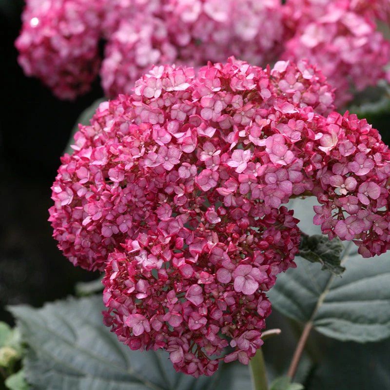 Invincibelle® Ruby Smooth Hydrangea 4 Invincibelle® Ruby Smooth Hydrangea - Image 2
