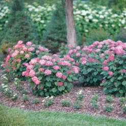 Invincibelle® Ruby Smooth Hydrangea 13 Invincibelle® Ruby Smooth Hydrangea -Plant Series Hydrangea Invincibelle Ruby 3 P