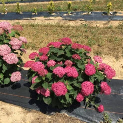 Invincibelle® Ruby Smooth Hydrangea 14 Invincibelle® Ruby Smooth Hydrangea -Plant Series Hydrangea Invincibelle Ruby 4 P