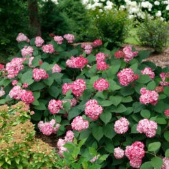 Invincibelle® Ruby Smooth Hydrangea 12 Invincibelle® Ruby Smooth Hydrangea -Plant Series Hydrangea Invincibelle Ruby 5 P