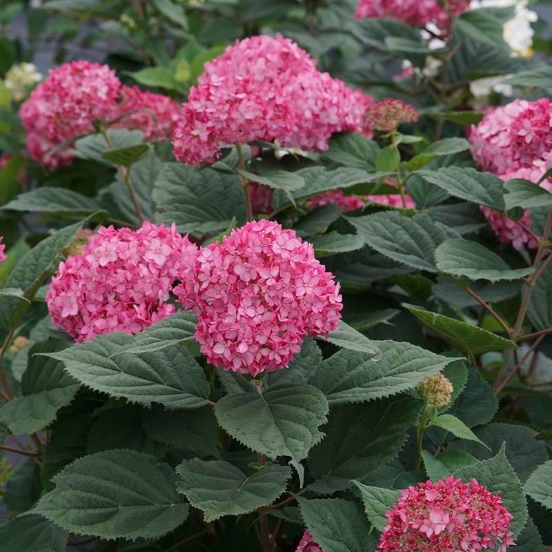 Invincibelle® Ruby Smooth Hydrangea 5 Invincibelle® Ruby Smooth Hydrangea - Image 3