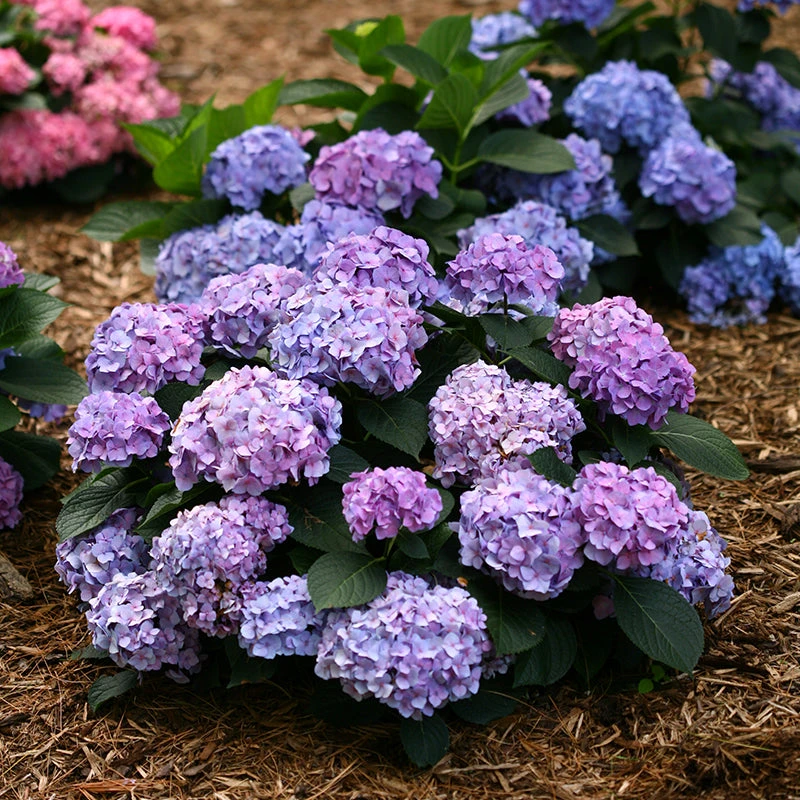 Let's Dance® Blue Jangles® Bigleaf Hydrangea 4 Let's Dance® Blue Jangles® Bigleaf Hydrangea - Image 2