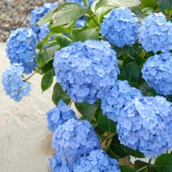 Let's Dance® Blue Jangles® Bigleaf Hydrangea 11 Let's Dance® Blue Jangles® Bigleaf Hydrangea -Plant Series Hydrangea Lets Dance Blue Jangles 3 P