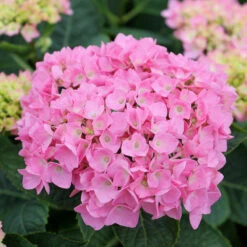 Let's Dance® Blue Jangles® Bigleaf Hydrangea 12 Let's Dance® Blue Jangles® Bigleaf Hydrangea -Plant Series Hydrangea Lets Dance Blue Jangles 4 P