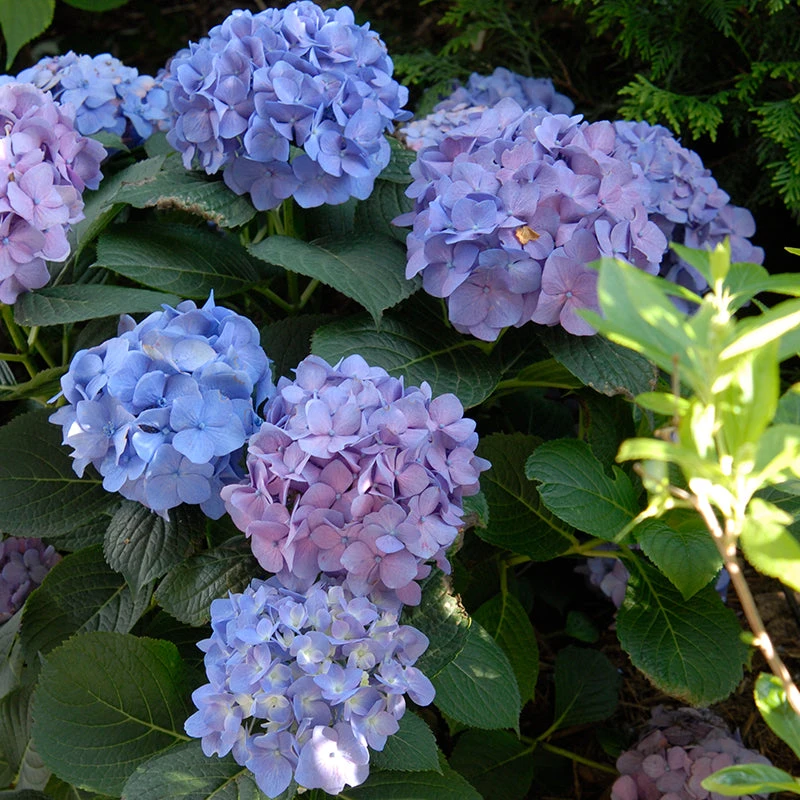 Let's Dance® Blue Jangles® Bigleaf Hydrangea 7 Let's Dance® Blue Jangles® Bigleaf Hydrangea - Image 5
