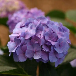 Let's Dance® Blue Jangles® Bigleaf Hydrangea 14 Let's Dance® Blue Jangles® Bigleaf Hydrangea -Plant Series Hydrangea Lets Dance Blue Jangles 6 P