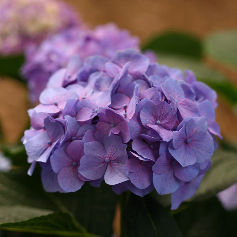 Let's Dance® Blue Jangles® Bigleaf Hydrangea 8 Let's Dance® Blue Jangles® Bigleaf Hydrangea - Image 6