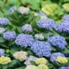 Let's Dance® Rhythmic Blue® Bigleaf Hydrangea -Plant Series Hydrangea Lets Dance Rhythmic Blue 1 P