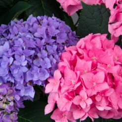 Let's Dance® Rhythmic Blue® Bigleaf Hydrangea -Plant Series Hydrangea Lets Dance Rhythmic Blue 3 P