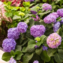 Let's Dance® Rhythmic Blue® Bigleaf Hydrangea -Plant Series Hydrangea Lets Dance Rhythmic Blue 4 P