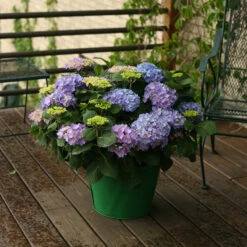 Let's Dance® Rhythmic Blue® Bigleaf Hydrangea -Plant Series Hydrangea Lets Dance Rhythmic Blue 5 P