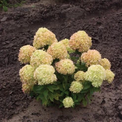 Little Lime® Panicle Hydrangea 12 Little Lime® Panicle Hydrangea -Plant Series Hydrangea Little Lime 1 P