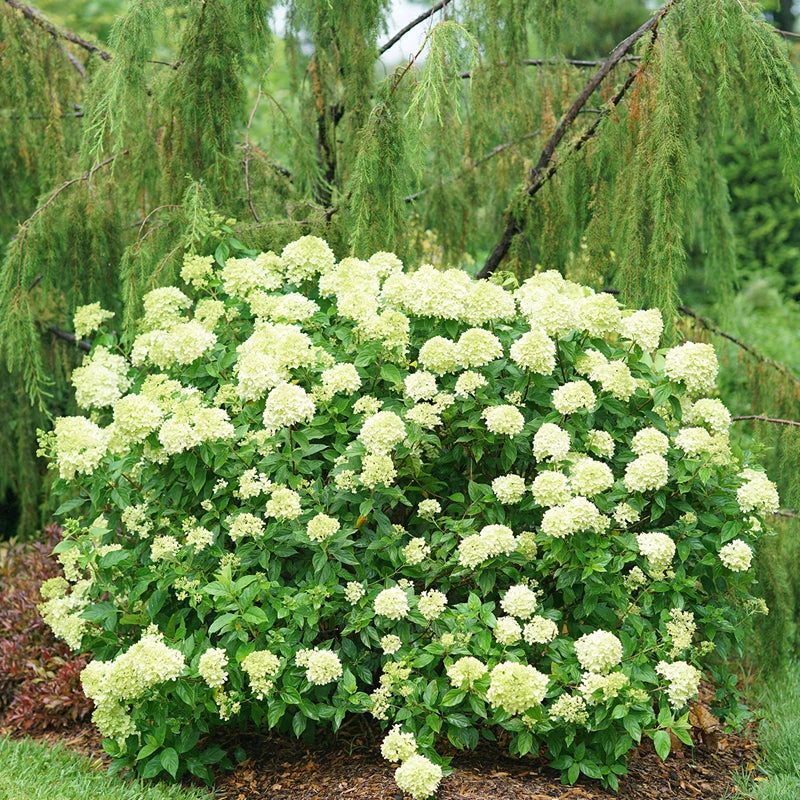 Little Lime® Panicle Hydrangea 4 Little Lime® Panicle Hydrangea - Image 2