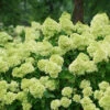 Little Lime® Panicle Hydrangea -Plant Series Hydrangea Little Lime 3 P