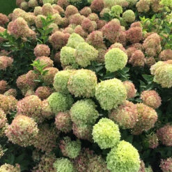 Little Lime® Panicle Hydrangea 13 Little Lime® Panicle Hydrangea -Plant Series Hydrangea Little Lime 4 P