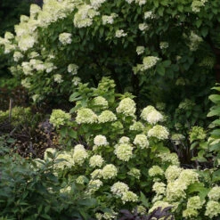Little Lime® Panicle Hydrangea 15 Little Lime® Panicle Hydrangea -Plant Series Hydrangea Little Lime 6 P