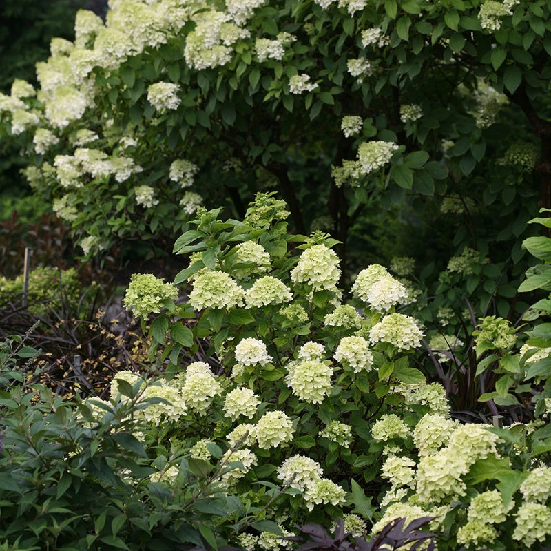 Little Lime® Panicle Hydrangea 8 Little Lime® Panicle Hydrangea - Image 6