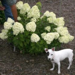 Little Lime® Panicle Hydrangea 16 Little Lime® Panicle Hydrangea -Plant Series Hydrangea Little Lime 7 P