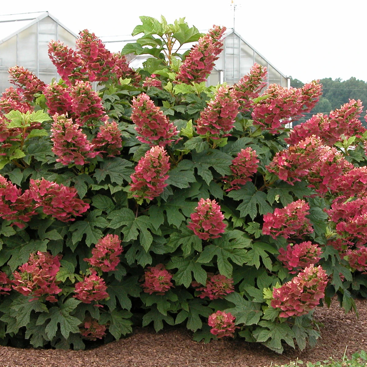 'Ruby Slippers' Oakleaf Hydrangea 3 'Ruby Slippers' Oakleaf Hydrangea