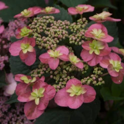 Tuff Stuff™ Red Mountain Hydrangea 9 Tuff Stuff™ Red Mountain Hydrangea -Plant Series Hydrangea Tuff Stuf Red 2 P