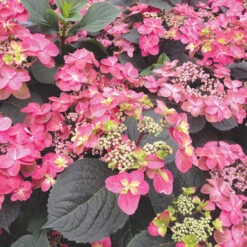 Tuff Stuff™ Red Mountain Hydrangea 8 Tuff Stuff™ Red Mountain Hydrangea -Plant Series Hydrangea Tuff Stuf Red 3 L