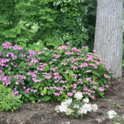 Tuff Stuff™ Red Mountain Hydrangea 10 Tuff Stuff™ Red Mountain Hydrangea -Plant Series Hydrangea Tuff Stuf Red 4 P