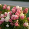 Zinfin Doll® Panicle Hydrangea -Plant Series Hydrangea Zinfin Doll 1 P