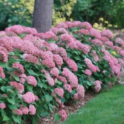 Invincibelle Spirit® II Smooth Hydrangea -Plant Series Hydrangea arborescens Invincibelle Spirit II 1 P
