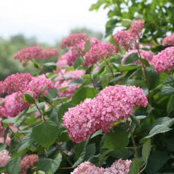 Invincibelle Spirit® II Smooth Hydrangea -Plant Series Hydrangea arborescens Invincibelle Spirit II 3 P