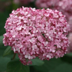 Invincibelle Spirit® II Smooth Hydrangea -Plant Series Hydrangea arborescens Invincibelle Spirit II 4 P